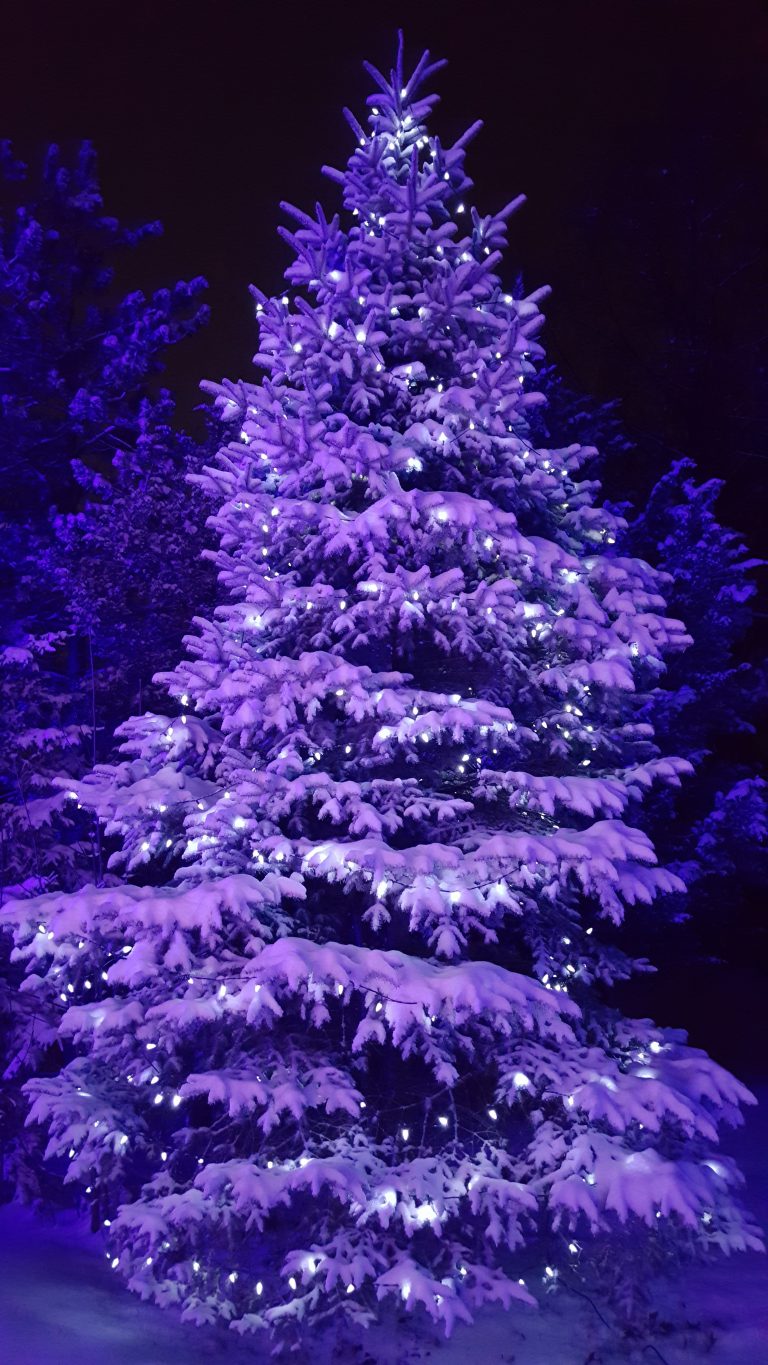 Pine tree Christmas lighting-company in Oakland County Michigan